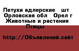 Петухи адлерские 8 шт - Орловская обл., Орел г. Животные и растения » Птицы   